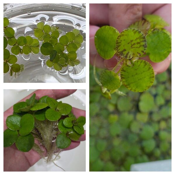 水草 浮草3種セット アマゾンフロッグビット ドワーフアマゾンフロッグピット サルビニアミニマ 無農薬 送料無料 メダカ