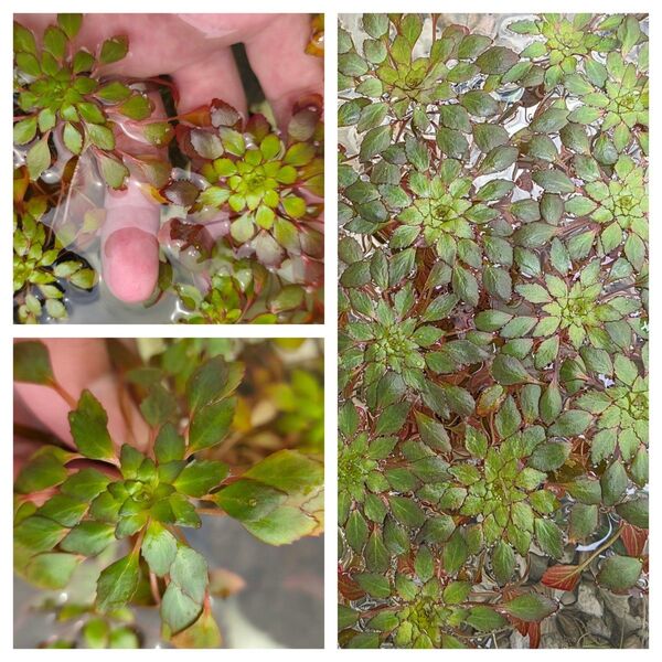 気まぐれセール 水草 ウォーターダイヤ 1株 浮草 送料無料 無農薬