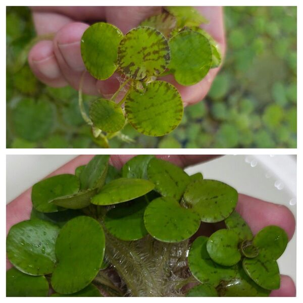 水草 アマゾンフロッグビット ドワーフアマゾンフロッグピット 浮草2種セット 無農薬 送料無料 メダカ