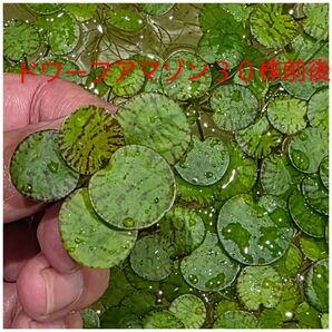 水草 ドワーフアマゾンフロッグピット 浮草 送料無料 無農薬