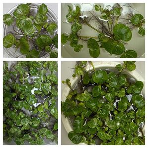 水草 斑入りホテイアオイ ミニ 3株 浮草 ホテイ草 無農薬 ホテイソウ 送料無料