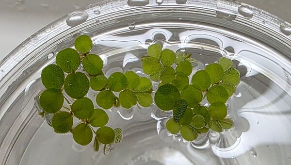 今週のおすすめ 水草 サルビニアミニマ 浮草 無農薬 送料無料 ベタ メダカ エビ