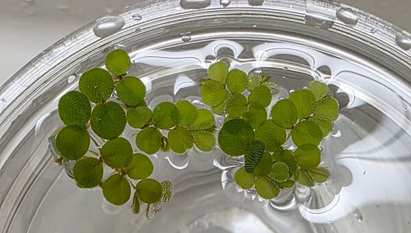 今週のおすすめ 水草 サルビニアミニマ 浮草 無農薬 送料無料 ベタ メダカ エビ