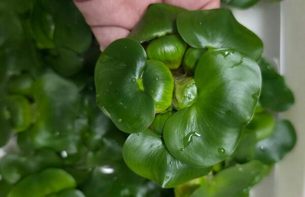 水草 ホテイアオイ ミニ 2株 浮草 無農薬 送料無料 ホテイ草