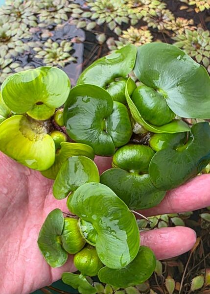 水草 ホテイアオイ ミニ 3株 浮草 無農薬 送料無料 ホテイ草