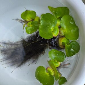 水草 ホテイアオイ ミニ 浮草 無農薬 送料無料 ホテイ草