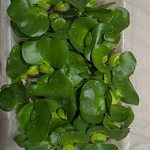 水草 ホテイアオイ ミニ 浮草 無農薬 送料無料 ホテイ草