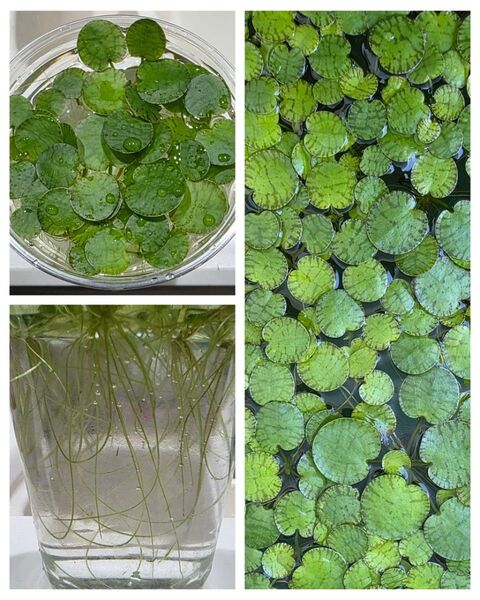水草 ドワーフアマゾンフロッグピット 30株 浮草 無農薬 送料無料 メダカ
