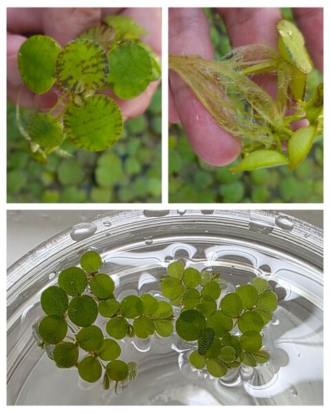 今週のおすすめ 水草 ドワーフアマゾンフロッグピット サルビニアミニマ 2種セット 浮草 無農薬 送料無料