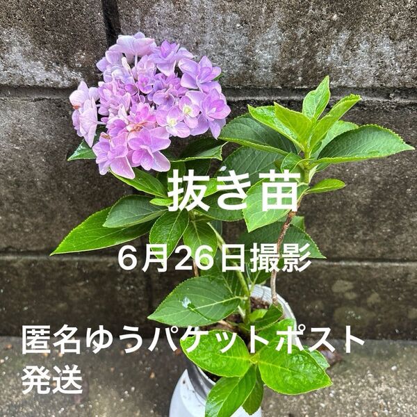 紫陽花 1株 根付き 抜き苗 ゆうパケットポスト発送