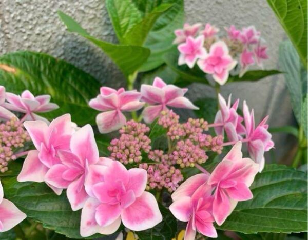 紫陽花 1株 根付き 抜き苗 ゆうパケットポスト発送