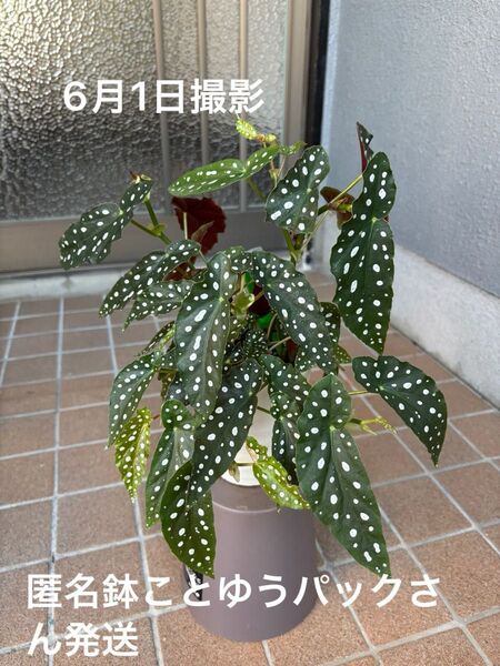 木立ベゴニア ベゴニアマクラータ 4号鉢 鉢ことゆうパック発送