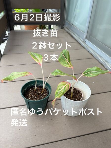 アグラオネマ ピンク 観葉植物 抜き苗 3株 匿名ゆうパケットポスト発送