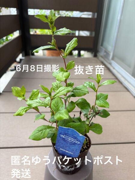ルリマツリモドキ ブルーサファイア 3号苗 抜き苗 ゆうパケットポスト発送