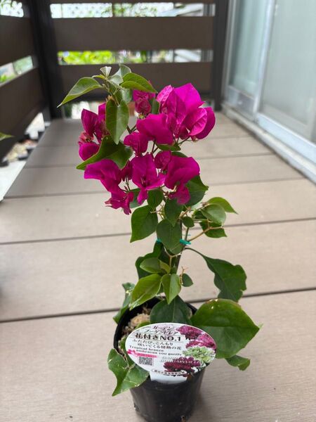 ブーゲンビレア 開花中 匿名鉢ことゆうパック発送