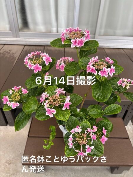 アジサイ 大苗 ラベル付きません 匿名鉢ことゆうパックさわ発送
