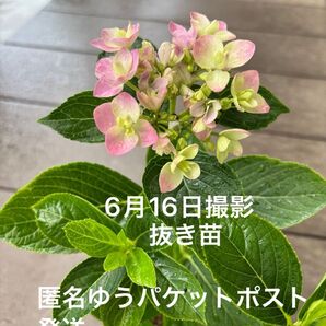 紫陽花 1株 根付き 抜き苗 ゆうパケットポスト発送