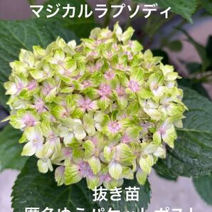 紫陽花 マジカル ラプソディ 1株 根付き 抜き苗 ゆうパケットポスト発送
