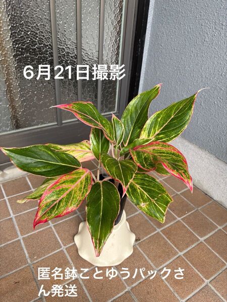アグラオネマ ピンク 観葉植物 匿名鉢ことゆうパックさん発送