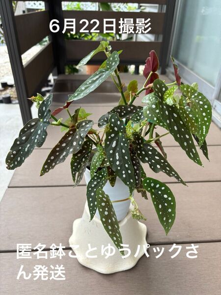 木立ベゴニア ベゴニアマクラータ 4号鉢 鉢ことゆうパック発送