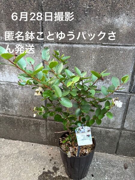 短性サルスベリ(百日紅) With love"ヴァージ 苗木 匿名鉢ことゆうパックさん発送