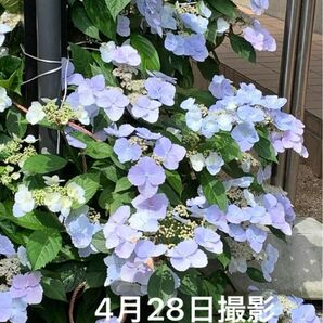 紫陽花 1株 根付き 抜き苗 ゆうパケットポスト発送