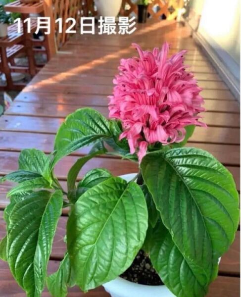 珊瑚花 フラミンゴプランツ 四季咲く 多年草 抜き苗ゆうパケット発送