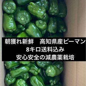 朝獲れ新鮮!産地直送!高知県産ピーマン8キロ送料込み 安心安全の減農薬栽培!