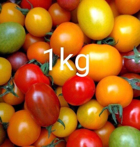 愛知県産カラフルミニトマト1kg