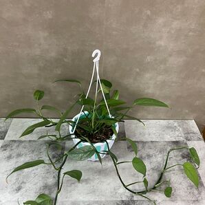 ピナツム セブブルー 5号 吊り