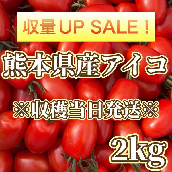 熊本県産ミニトマト アイコ 2kg