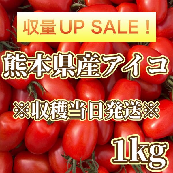 熊本県産ミニトマト アイコ 1kg
