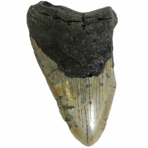 No11018 送料無料 メガロドンの歯化石 メガロドン 化石 恐竜 サメ メガロドンの歯 本物 巨大