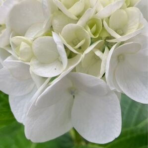 紫陽花 挿し穂 2本