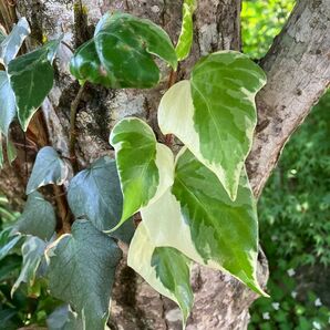 班入りアイビー 観葉植物 ivy