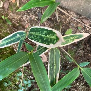 笹 斑入り 鉢植えに