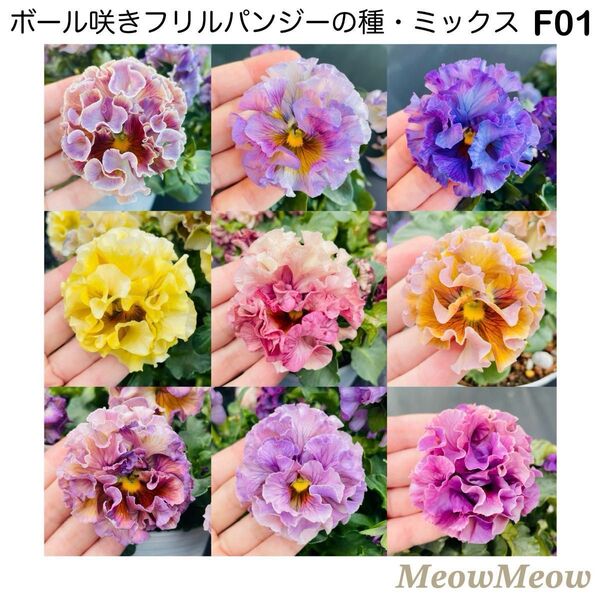 【F01】希少!豪華・ボール咲きフリルパンジーの種・特選ミックス(10粒)