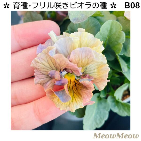 【B08】MeowMeow交配・フリルビオラの種(20粒)