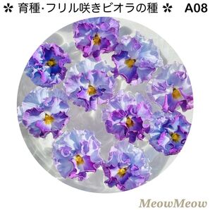 【A08】MeowMeow交配・フリルビオラの種(20粒)