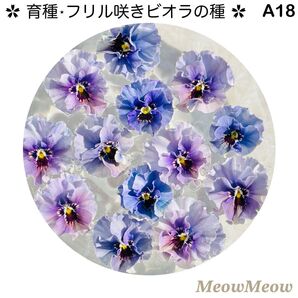 【A18】MeowMeow交配・フリルビオラの種(20粒)