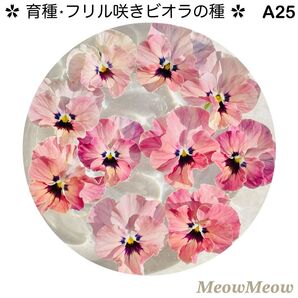 【A25】MeowMeow交配・フリルビオラの種(20粒)