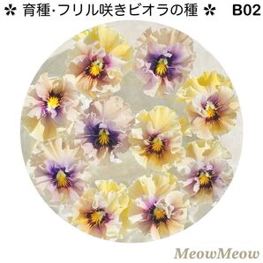 【B02】MeowMeow交配・フリルビオラの種(20粒)