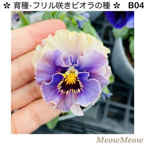 【B04】MeowMeow交配・フリルビオラの種(20粒)