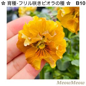 【B10】MeowMeow交配・フリルビオラの種(30粒)