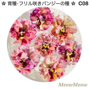 【C08】MeowMeow交配・フリルパンジーの種(20粒)