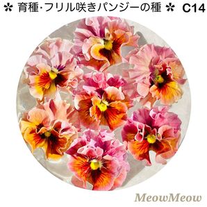 【C14】MeowMeow交配・フリルパンジーの種(20粒)