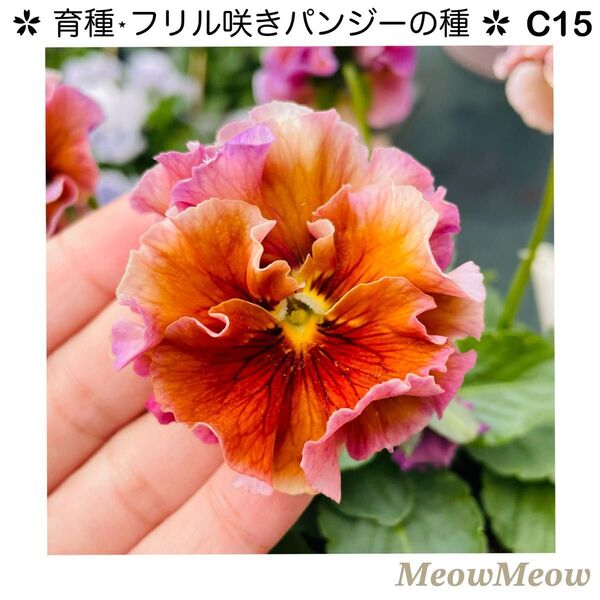 【C15】MeowMeow交配・フリルパンジーの種(20粒)