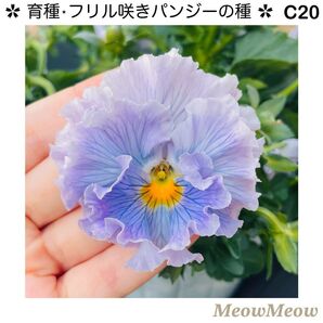 【C20】MeowMeow交配・フリルパンジーの種(20粒)