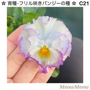 【C21】MeowMeow交配・フリルパンジーの種(20粒)