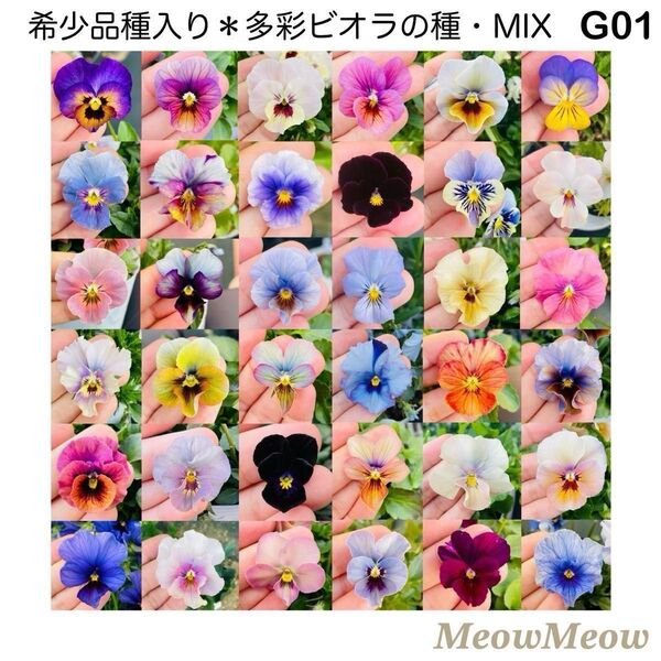 【G01】希少品種入り*個性派ビオラの種・ミックス(100粒)